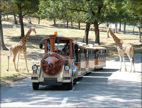Safari Park lancia un appello: “Aiutateci con gli alimentari”
