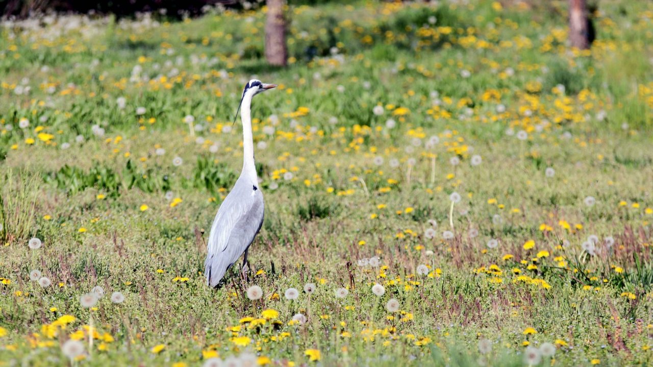 Aironi, germani reali e altri animali “a passeggio” nelle nostre città deserte. VIDEO