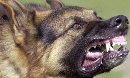 "Mi hanno protetta": aggredita da cani feroci, i suoi levrieri sono morti per proteggerla