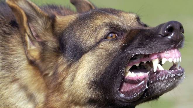 “Mi hanno protetta”: aggredita da cani feroci, i suoi levrieri sono morti per proteggerla