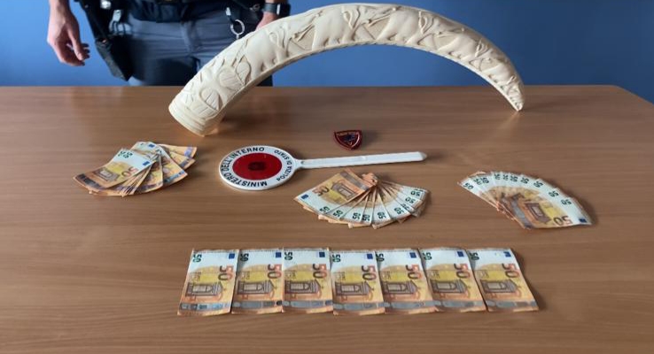 Una zanna di elefante in casa, arrestato un uomo