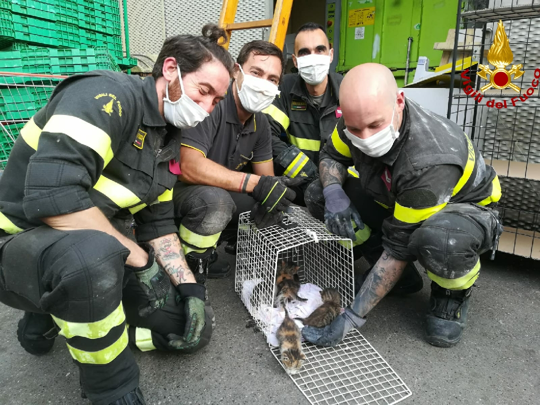Cinque gattini salvati dai Vigili del Fuoco. I cuccioli erano scivolati nell'intercapedine di un edificio.