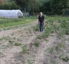 I cinghiali devastano la collina