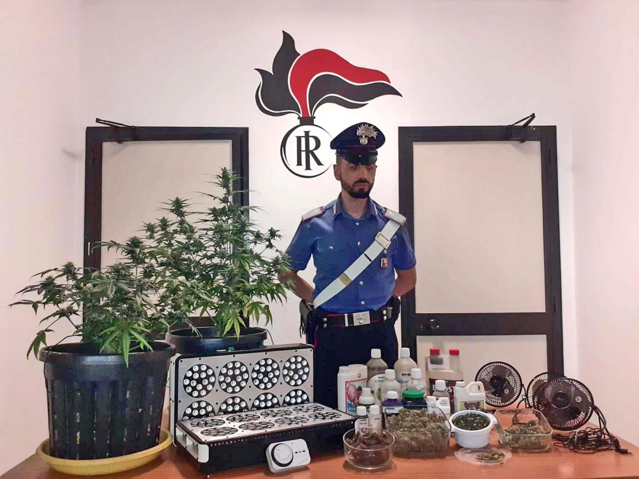 La serra di marijuana era in una stanza segreta in casa, arrestato