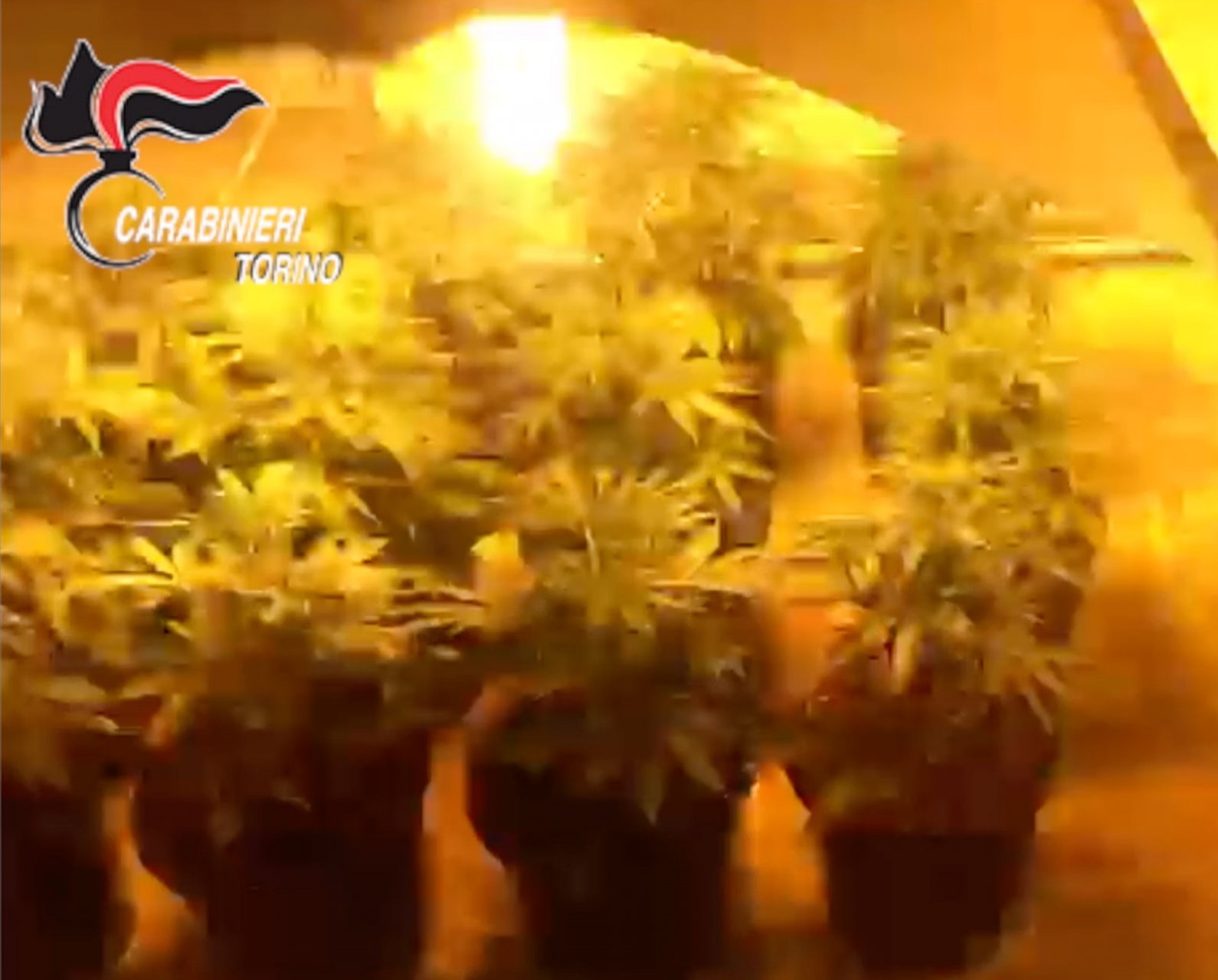 La marijuana nascosta tra i barattoli di spezie. Un uomo è stato arrestato per detenzione e produzione di droga dai carabinieri della stazione di Castiglione.