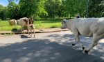 Mucche invadono la strada, intervengono i vigli