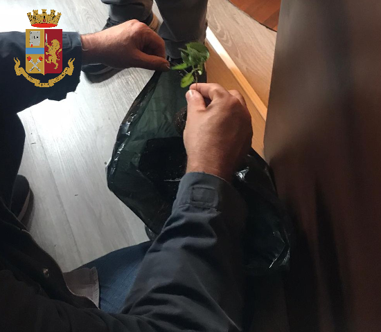 Produceva la marijuana in casa e la nascondeva tra i libri del suo negozio