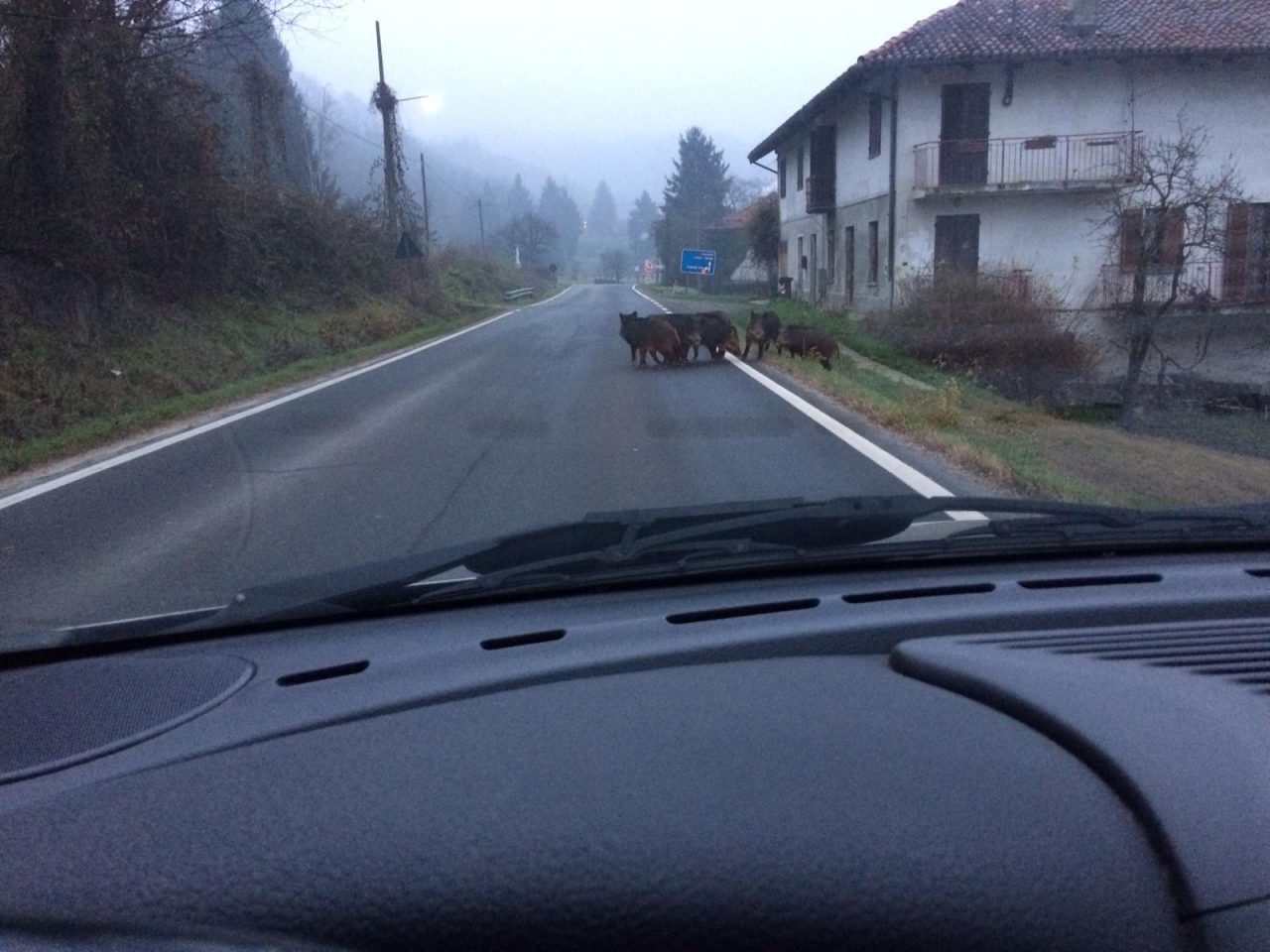 Emergenza cinghiali, nasce un nuovo comitato