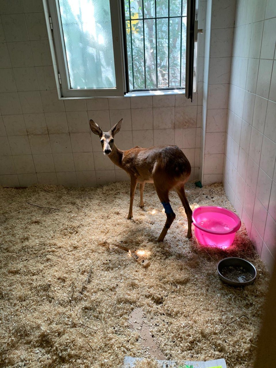 Un serpente biacco  ed un capriolo salvati dai tecnici faunistici del Canc (Centro animali non convenzionali)