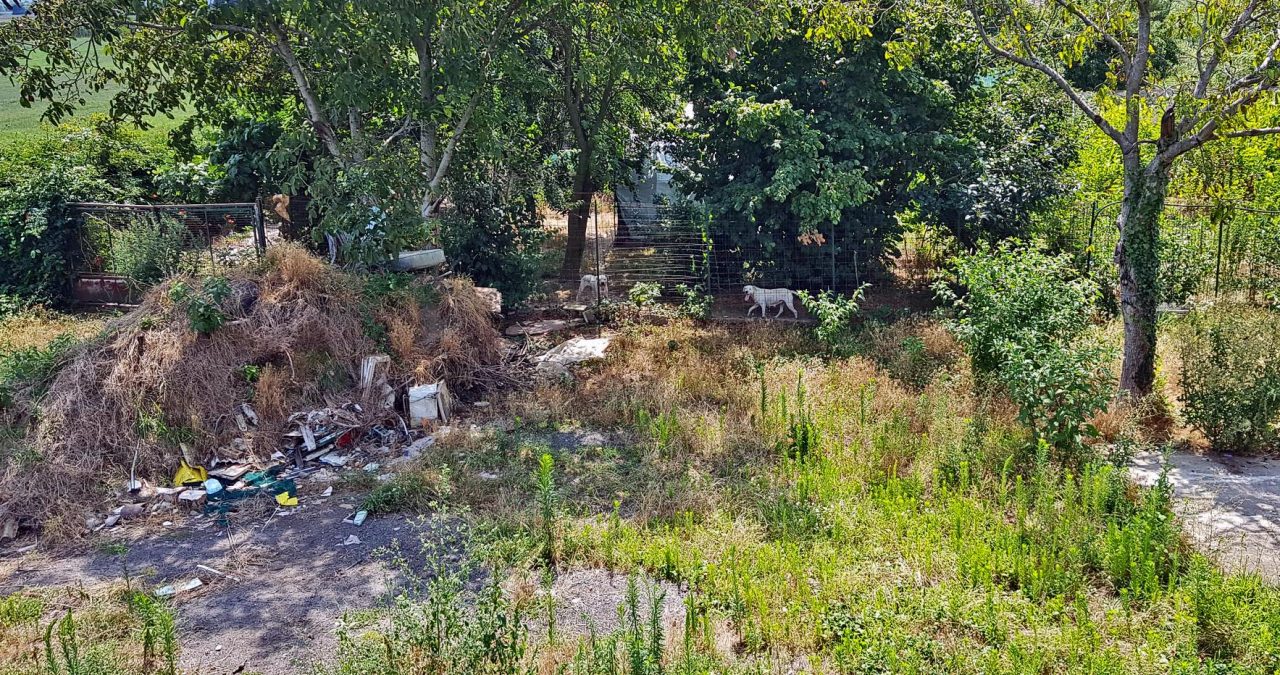 Cani abbandonati salvati dalla Polizia Municipale