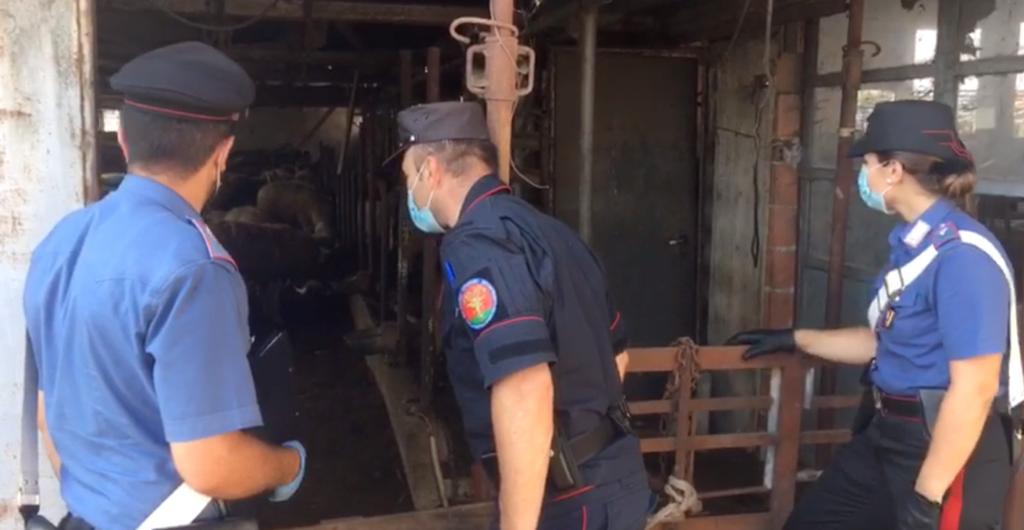 Sigilli a un mattatoi clandestino