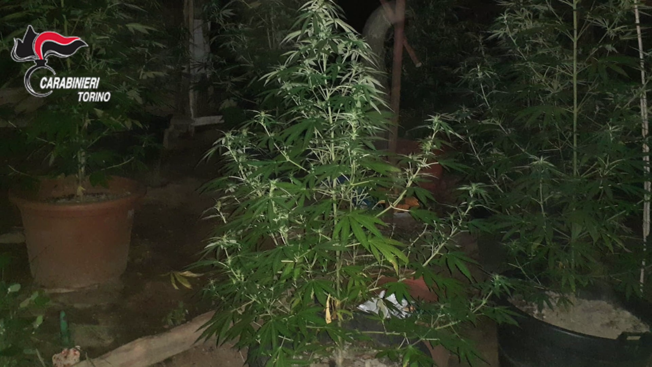 Marijuana a km0 nel giardino di casa, arrestata una coppia di cinquantenni VIDEO