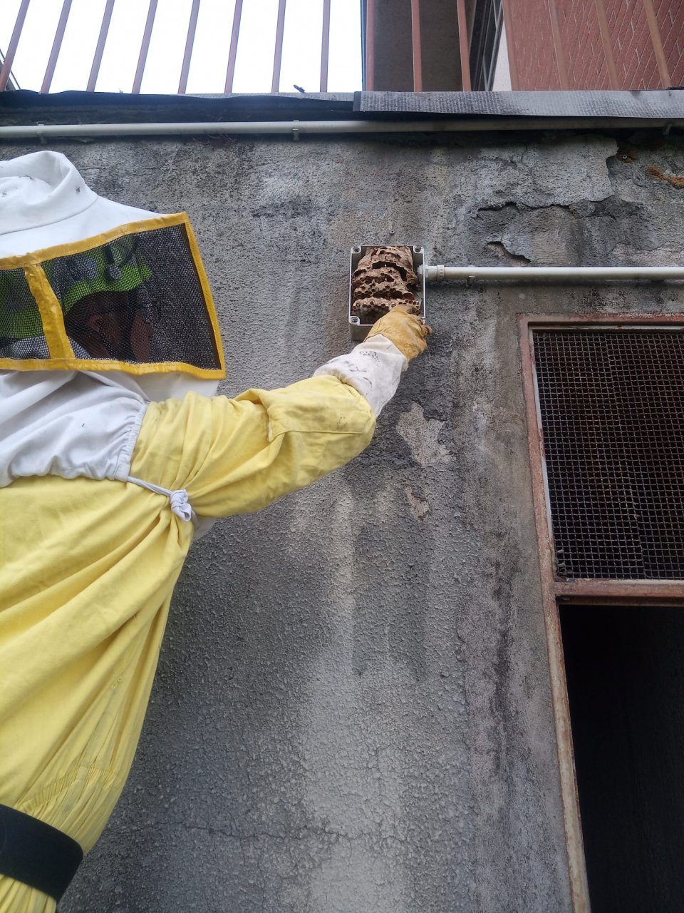 Nidi di calabroni pericolosi: doppio intervento a Sciolze e Gassino