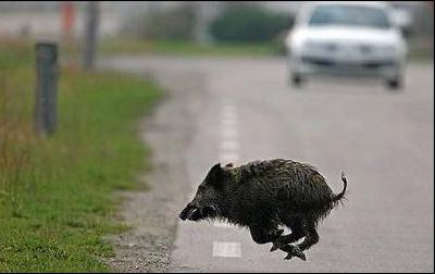 Cinghiali sempre più “invadenti” sulle strade a Sambuy