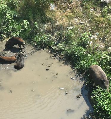 Emergenza cinghiali: “Servono misure straordinarie”. Coldiretti lancia un nuovo appello