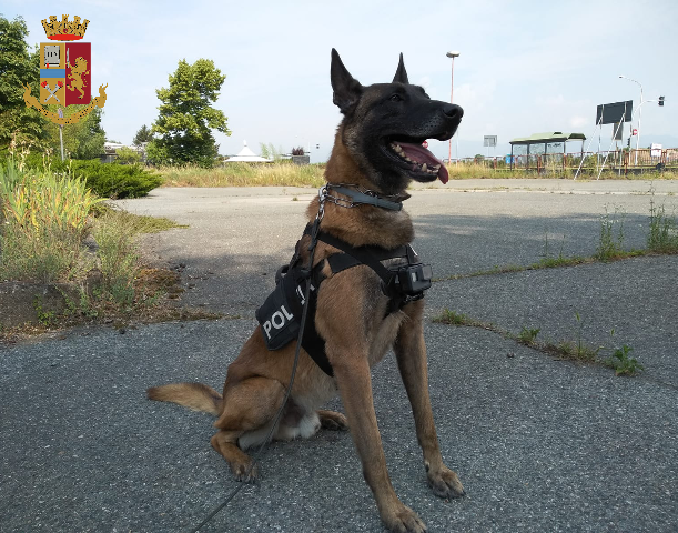 La droga era nascosta nel doppio fondo di un cassetto. A scovarla il cane Evan