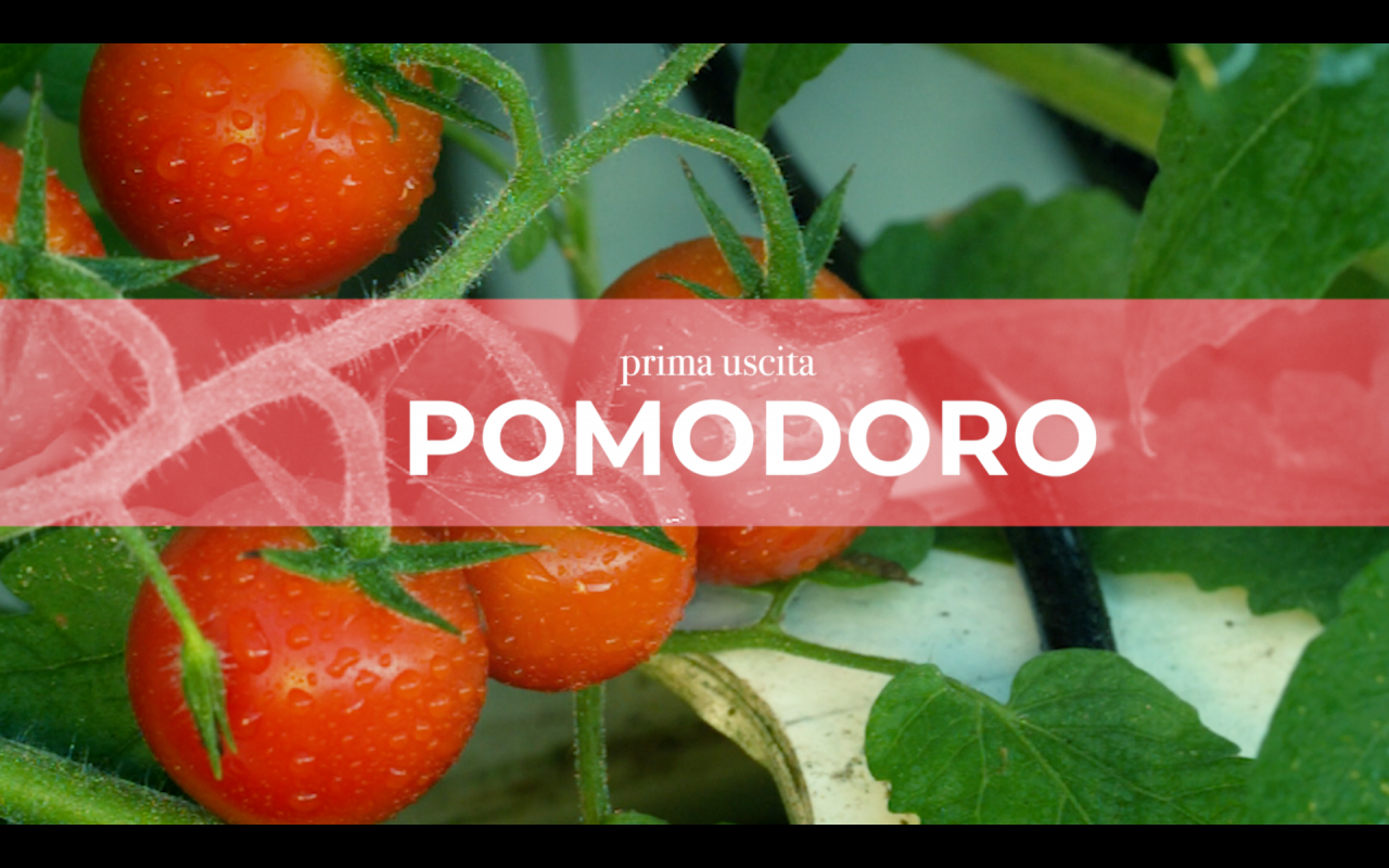 Tutti ortisti: in regalo con il tuo giornale, per otto settimane, le bustine con i semi