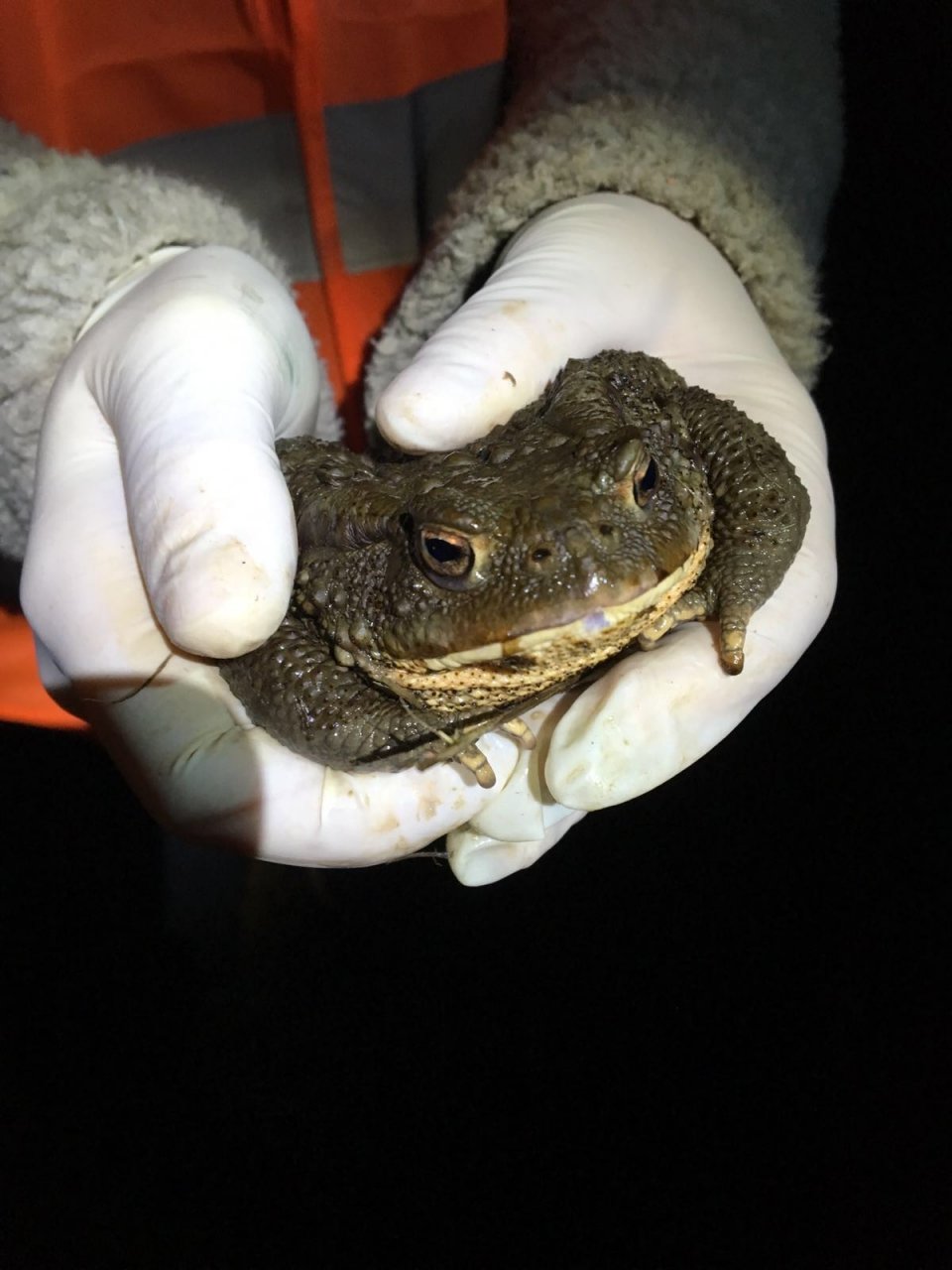 La campagna per la salvaguardia dei rospi in riproduzione. Rischiano di essere schiacciati dalle auto