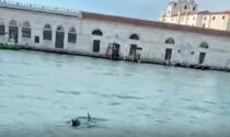 Delfini a Venezia nel Canal Grande: il video e la reazione che commuove