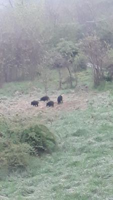 E’ ancora emergenza cinghiali