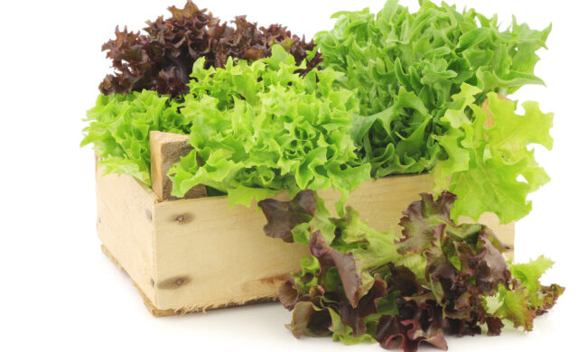 La Nuova Periferia di Settimo vi regala i semi di lattuga