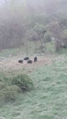 Emergenza cinghiali: “Necessaria  l’assunzione di nuovi agenti faunistico – ambientali per contrastarla”