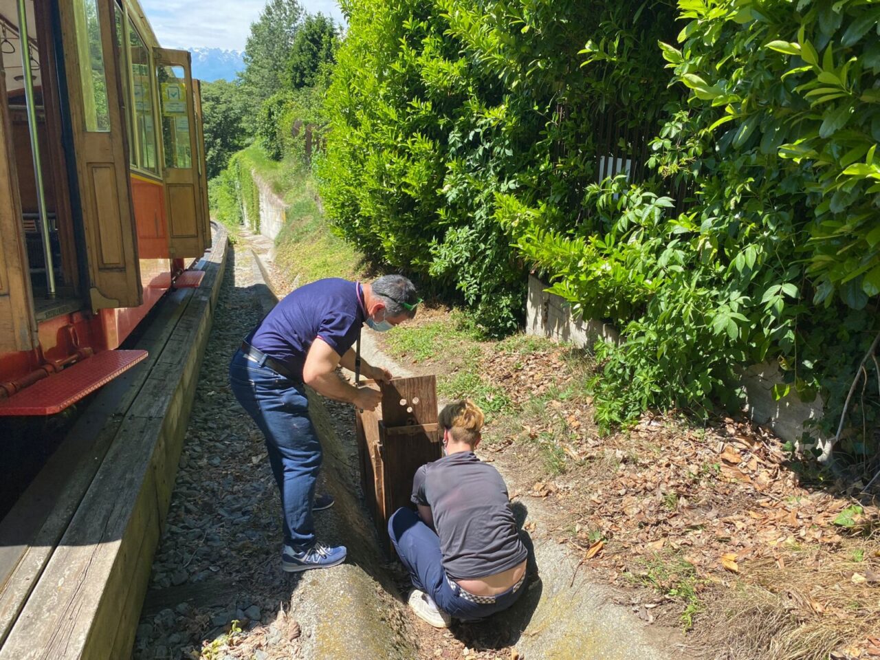 Recuperato un capriolo ferito lungo la tramvia Sassi – Superga