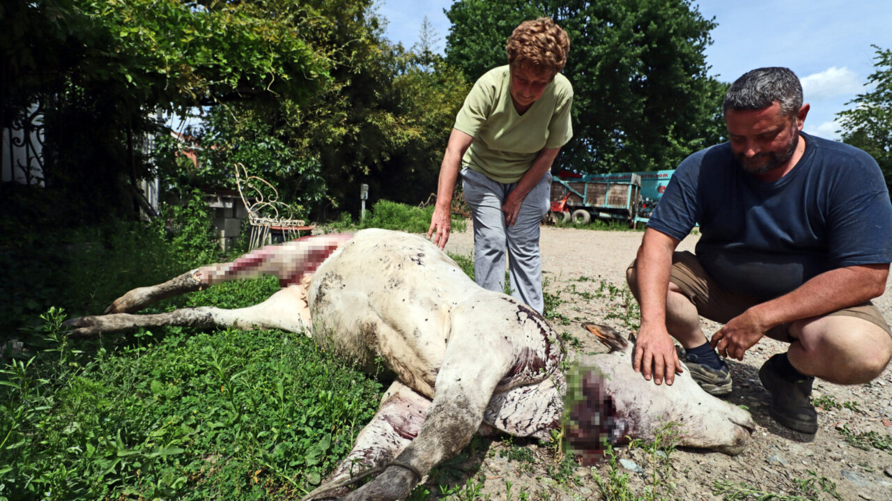 Vitella sgozzata sulla ciclabile, il video sfogo dei proprietari