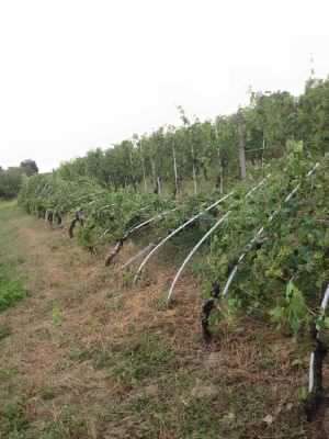 Danni all’agricoltura per il maltempo: dalla Regione 3milioni di euro per le reti anti-grandine