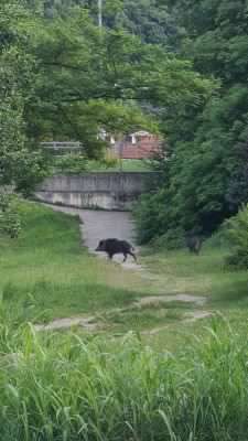 Allarme Cinghiali, avvistati anche in piazza Nassirya a San Mauro