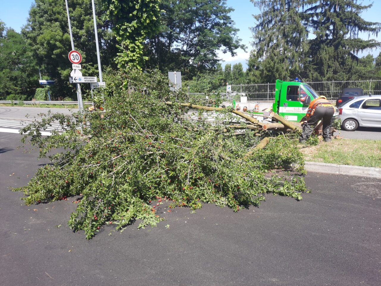 Cade una pianta in via della Fornace, intervengono i volontari Aib