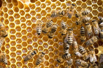 Contributi regionali per sostenere il settore apistico