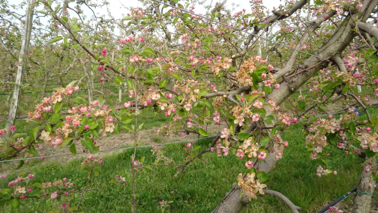 Riconosciuto lo stato di calamità per i danni subiti dalle imprese agricole dopo le gelate di inizio aprile 2021