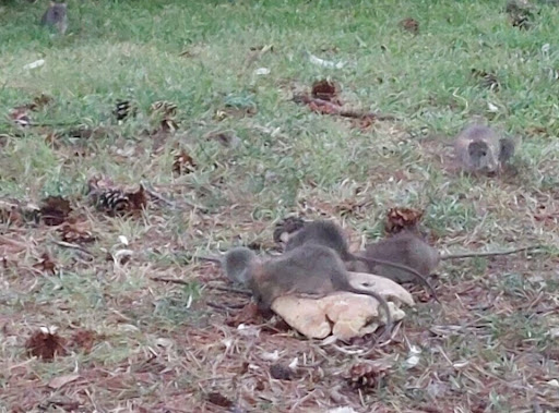 Troppi topi in città: i cittadini chiedono l’intervento dell’amministrazione