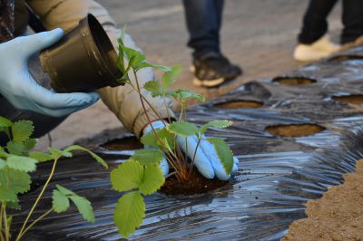 All’abbazia di Pulcherada le fragoline simbolo della città