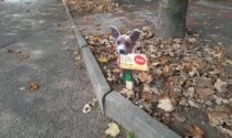 Deiezioni canine, i cartelli di "sensibilizzazione" per invitare i proprietari degli animali a raccoglierle
