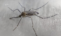 Lotta alle zanzare: dalla Regione 7 milioni e mezzo di euro