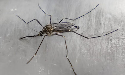 Lotta alle zanzare: dalla Regione 7 milioni e mezzo di euro