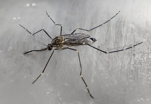 Lotta alle zanzare: dalla Regione 7 milioni e mezzo di euro