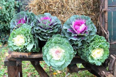 Cosa fare a Settimo e in collina nel weekend, gli eventi di sabato 20 e domenica 21 novembre 2021