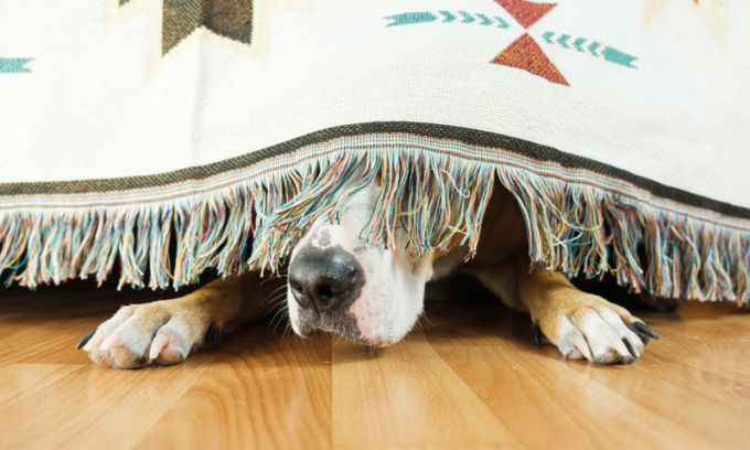 Arriva l’estate non lo abbandonare