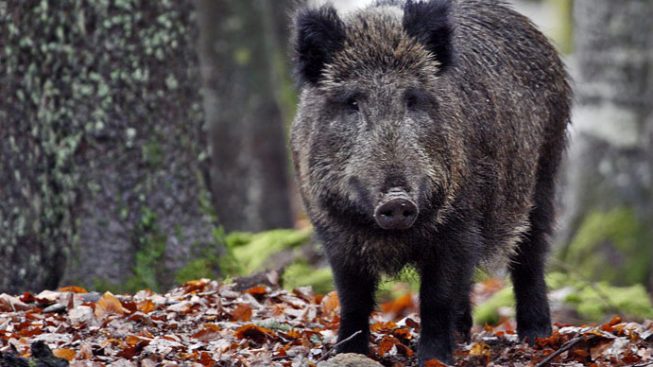 Peste suina in Piemonte, scattano tutte le misure preventive