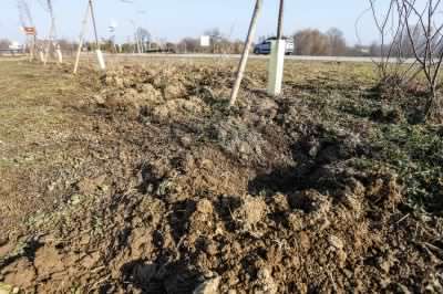 Emergenza cinghiali, un “branchetto” tiene sotto scacco via San Mauro e il parco