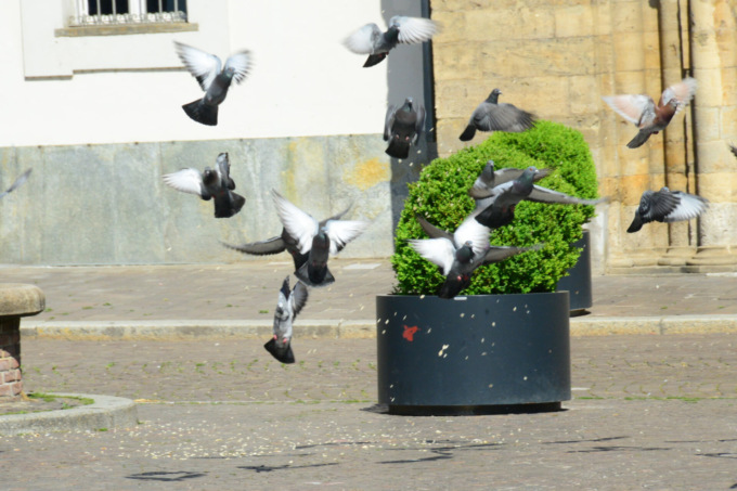 Guerra aperta tra Comune e piccioni