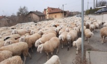 Transumanza, il video del gregge di pecore in transito in via Bussolino a Gassino