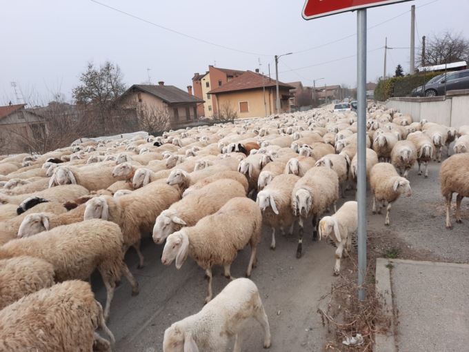 Transumanza, il video del gregge di pecore in transito in via Bussolino a Gassino