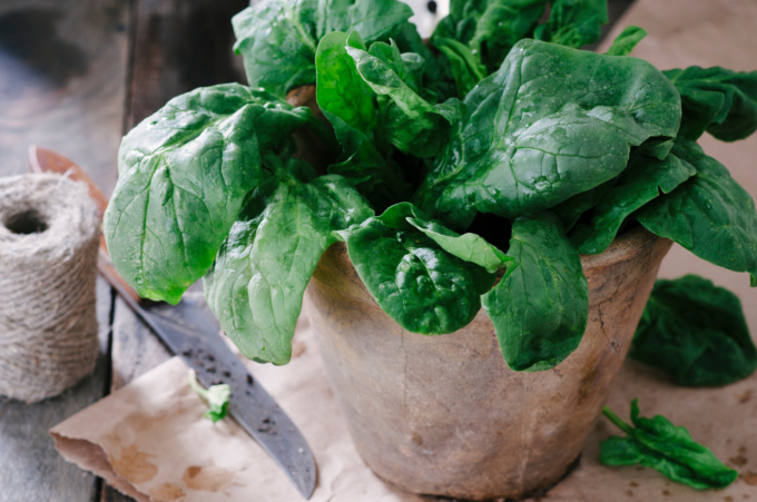Spinacio Merlo Nero: crudo o bollito, cambia la semina