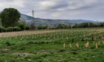 Tangenziale Verde:  al De Gasperi  sono stati piantati 1500 nuovi alberi