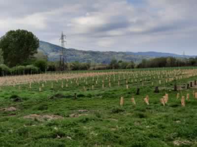 Tangenziale Verde:  al De Gasperi  sono stati piantati 1500 nuovi alberi
