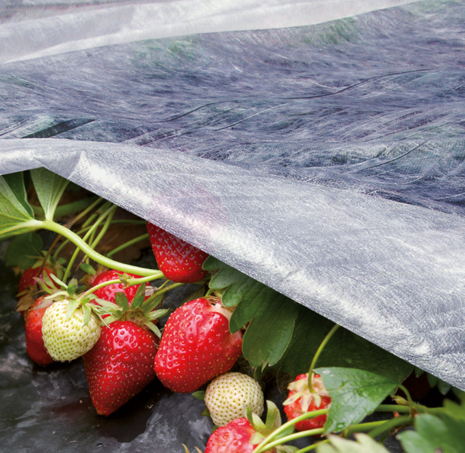 Perché San Mauro è città delle fragole? Ecco come iniziò tutto